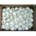 2018 crop best quality china origin pure white garlic